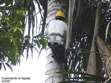 Image-projet-devdurable-aguaje-2