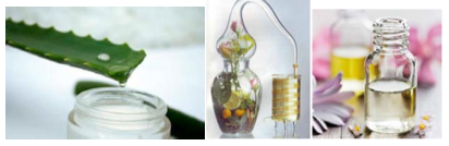 image-projet-devdurable-10plantes