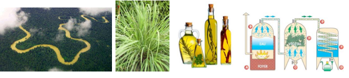 image-projet-devdurable-huilesessencielles